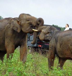 two elephants standing in a field next to a vehicle