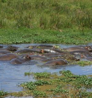 a herd of elephants swimming in the water
