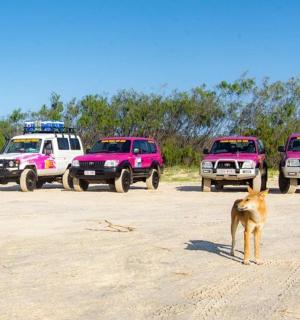 a dog standing in front of three parked trucks