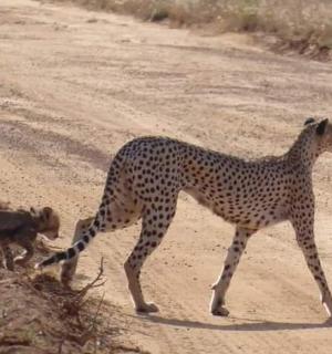 一只猎豹和一只猴子穿过一条土路