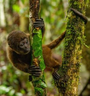 a monkey is clinging to a tree branch