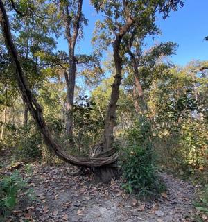 a tree on a dirt path in a forest