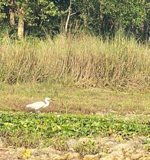 一只白色的鸟站在草地上