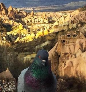 一只鸽子站在一座岩石山前