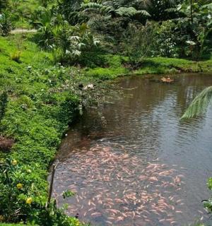 a woman is standing next to a pond