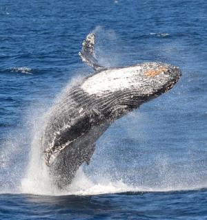 一头座头鲸跃出水面
