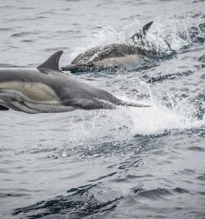 两只海豚在海里跳跃