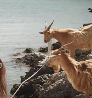 en kvinde tager et billede af geder på en strand