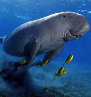 a dolphin swimming in the water with a fish