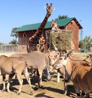 žirafa a skupina zvířat na poli