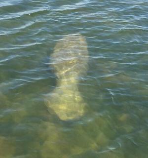 a crocodile is swimming in the water