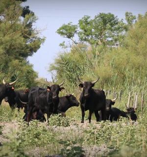 一群奶牛站在田野里
