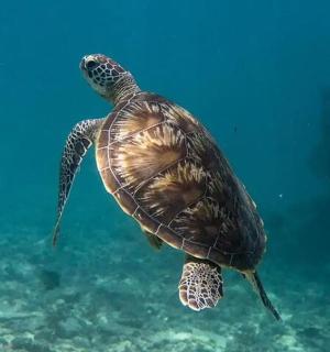 zelená mořská želva plavající ve vodě