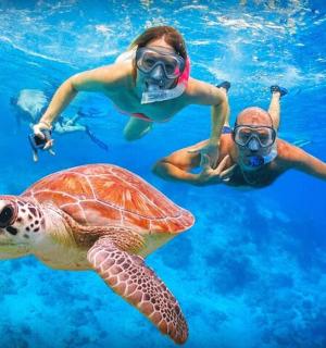 两个人和一只海龟在水中