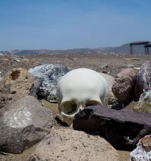 田野里岩石上躺着的头骨
