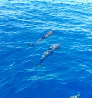 一群海豚在水中游泳