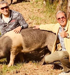 两个男人坐在猪的旁边