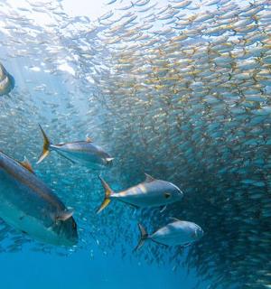 a group of fish swimming in the water