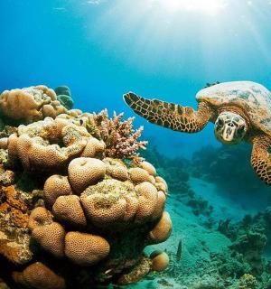 a sea turtle swimming over a coral reef
