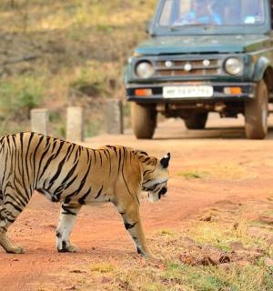 a tiger walking on a dirt road with a truck
