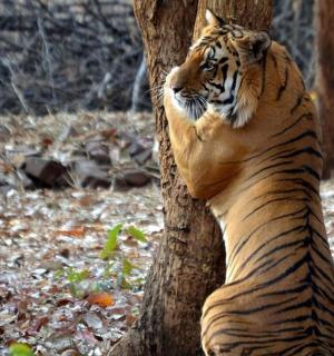 a tiger leaning against a tree in the woods