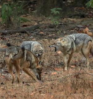 two wolves are standing in a field