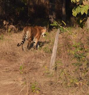 a tiger walking in the grass in a field