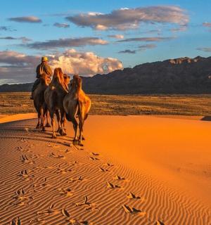 a man riding a group of horses in the desert