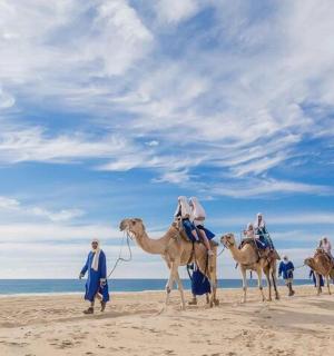a group of people riding camels on the beach