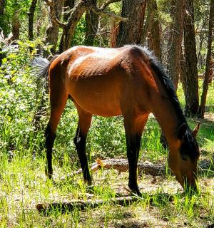 一匹棕色的马在草地上吃草