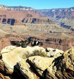两只鸟坐在大峡谷的一块岩石上