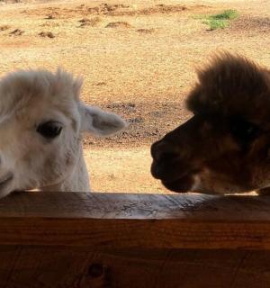 Dvě ovce se dívají přes dřevěný plot