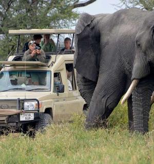 一群人在一辆游猎车里观看大象