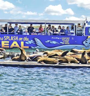 a group of seals laying on logs in front of a boat