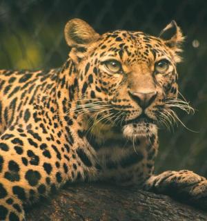 a leopard is sitting on a tree branch