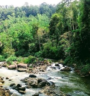 a river in the middle of a forest