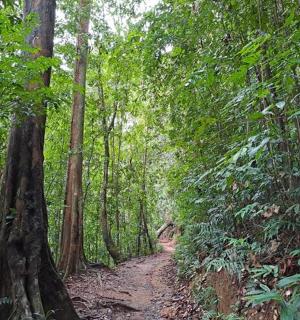 a dirt trail in the middle of a forest