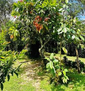 a garden with a tree and some bushes and grass