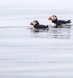 a couple of birds swimming in the water