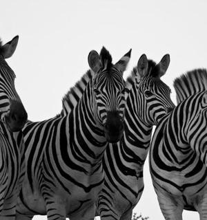 a group of zebras standing in a group