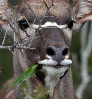 a close up of a deer eating leaves from a tree