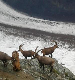 一群山羊站在山顶上