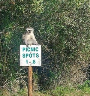 a monkey sitting on top of a sign