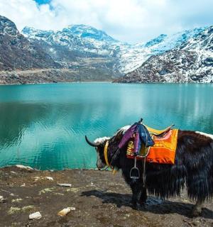 a yak standing in front of a mountain lake