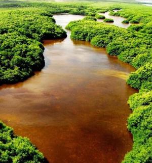 an aerial view of a river in a forest