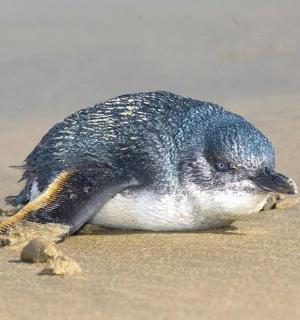 一只鸟坐在沙滩上