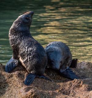 两只企鹅坐在水边的岩石上