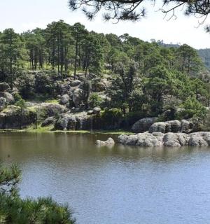 vodní plocha s kameny a stromy