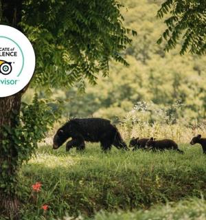 一只母熊和她的幼崽在田野里散步