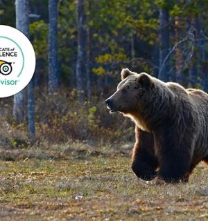 ein Braunbär, der mit einem Frisbee über ein Feld läuft